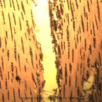 Terminalia arjuna (Roxb. ex DC.) Wight & Arn.